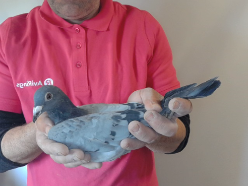 Pigeon image