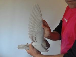 Pigeon image