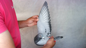 Pigeon image