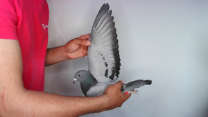 Pigeon image