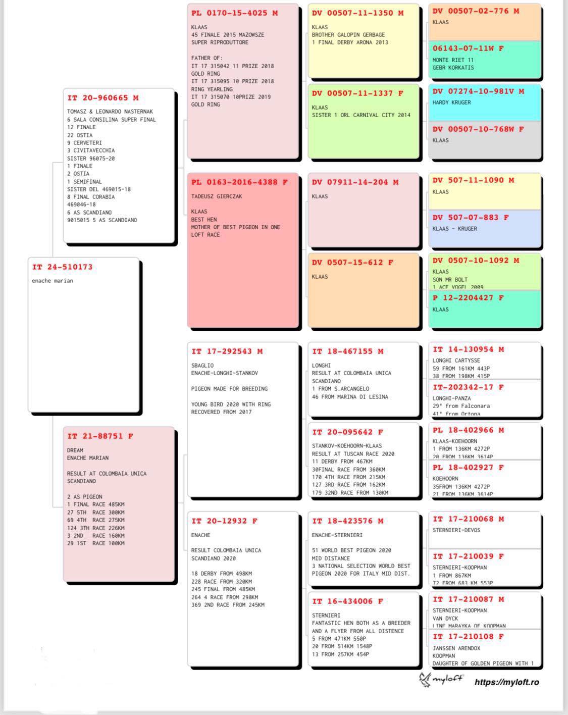 Pigeon pedigree image