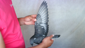 Pigeon image