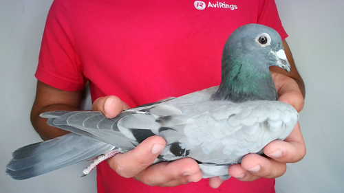 Pigeon image