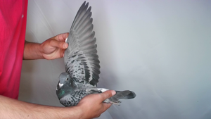 Pigeon image