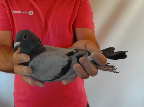 Pigeon image