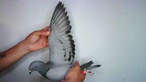 Pigeon image