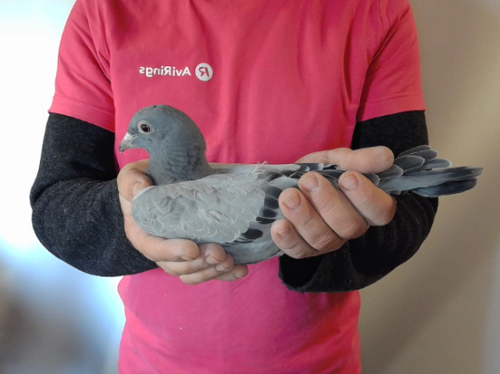 Pigeon image