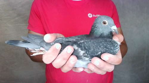 Pigeon image