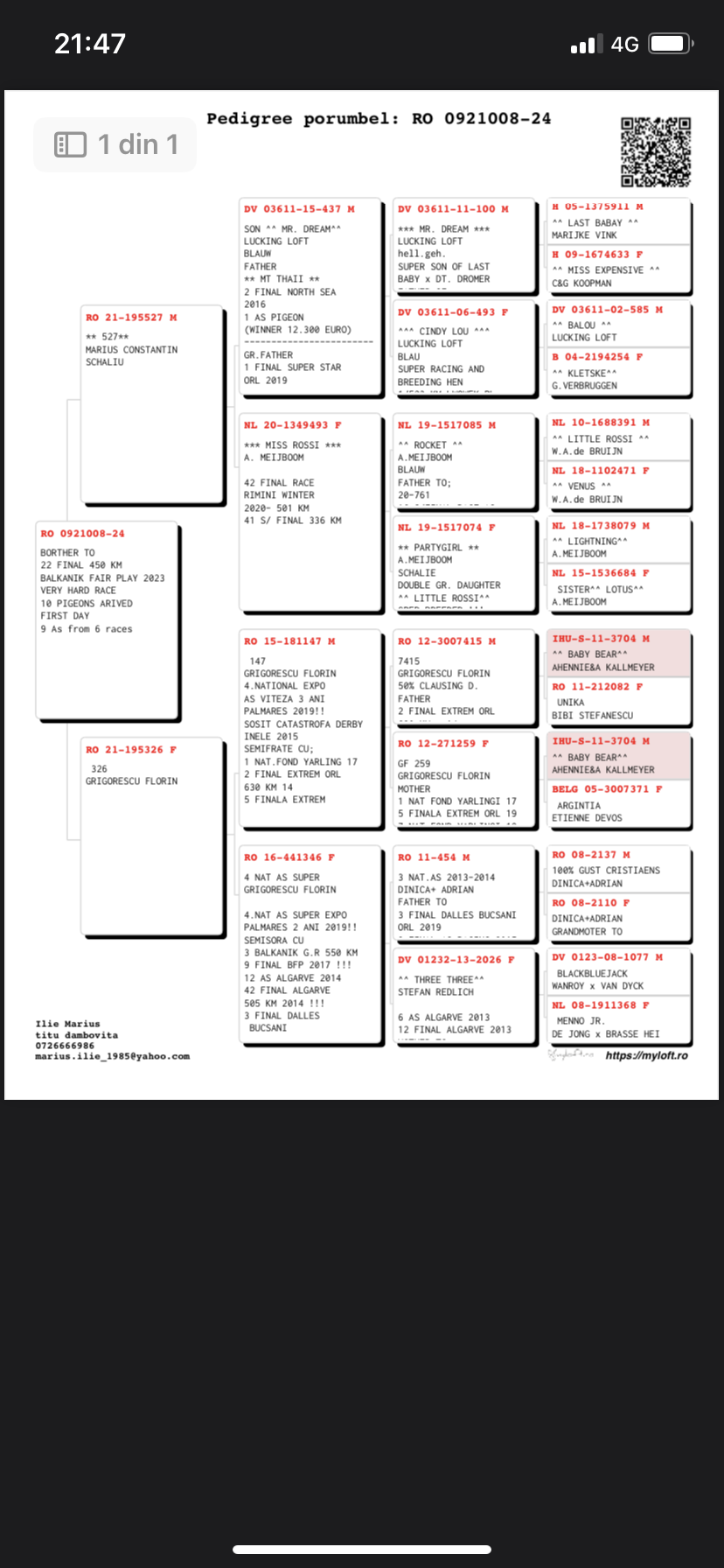 Pigeon pedigree image