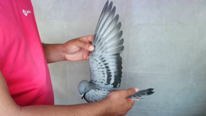 Pigeon image