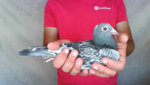 Pigeon image