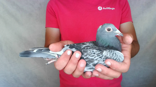 Pigeon image