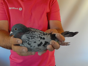 Pigeon image