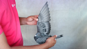 Pigeon image