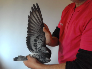 Pigeon image