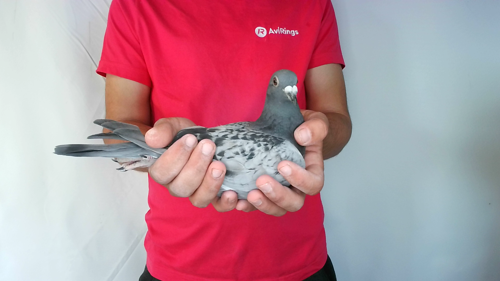 Pigeon image