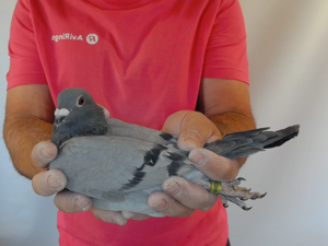 Pigeon image