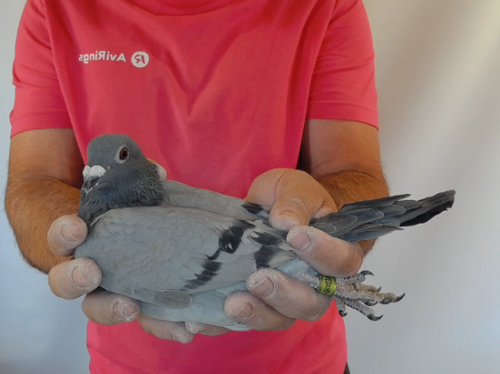 Pigeon image