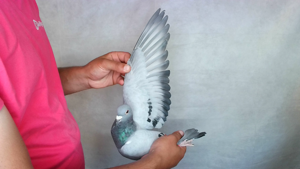 Pigeon image
