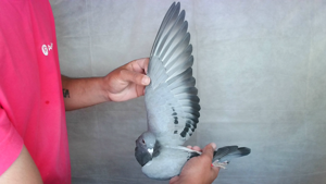 Pigeon image