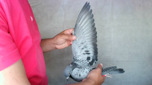 Pigeon image