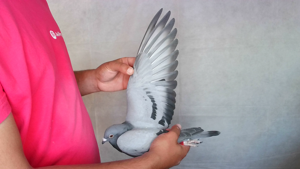Pigeon image