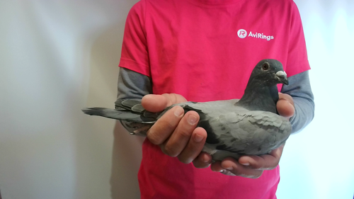 Pigeon image