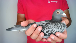 Pigeon image