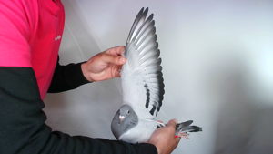 Pigeon image