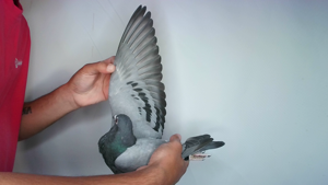 Pigeon image