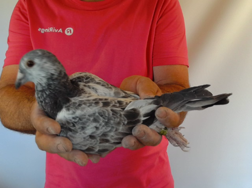 Pigeon image