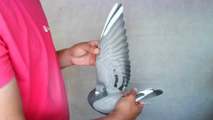 Pigeon image