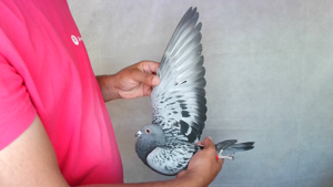 Pigeon image