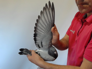 Pigeon image