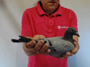 Pigeon image