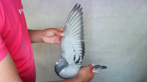 Pigeon image