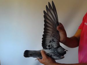 Pigeon image