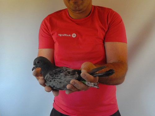 Pigeon image