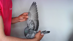 Pigeon image