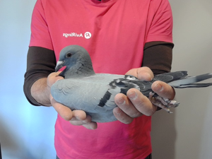 Pigeon image