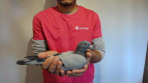 Pigeon image