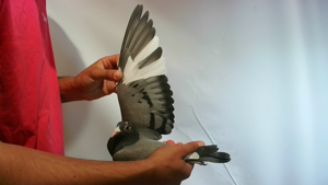 Pigeon image