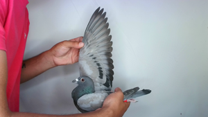 Pigeon image