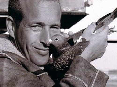 Pigeon image