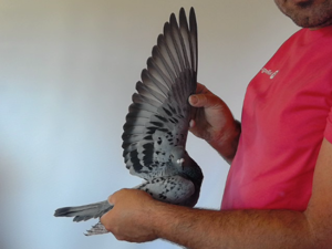 Pigeon image