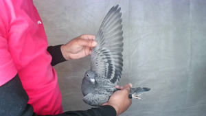 Pigeon image