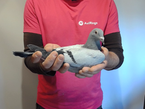 Pigeon image