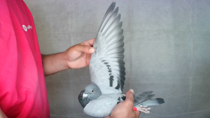 Pigeon image