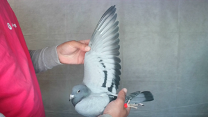 Pigeon image