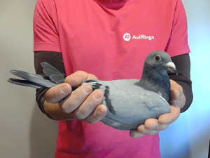 Pigeon image